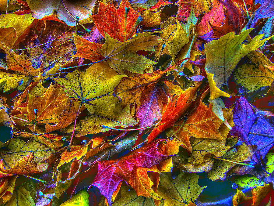 Fall Leaves Fantasy Photograph