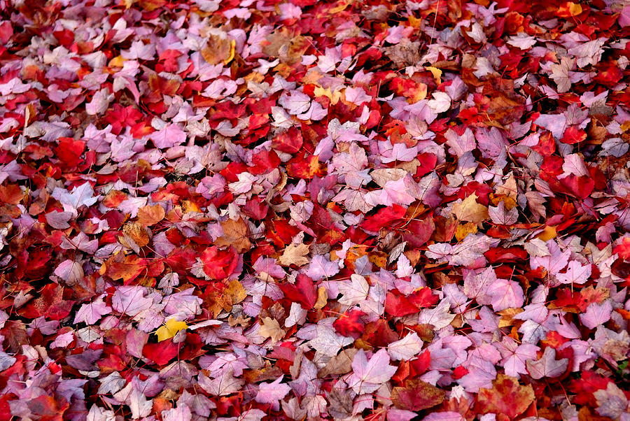 Fall Photograph - Fall Leaves by Frank DiGiovanni