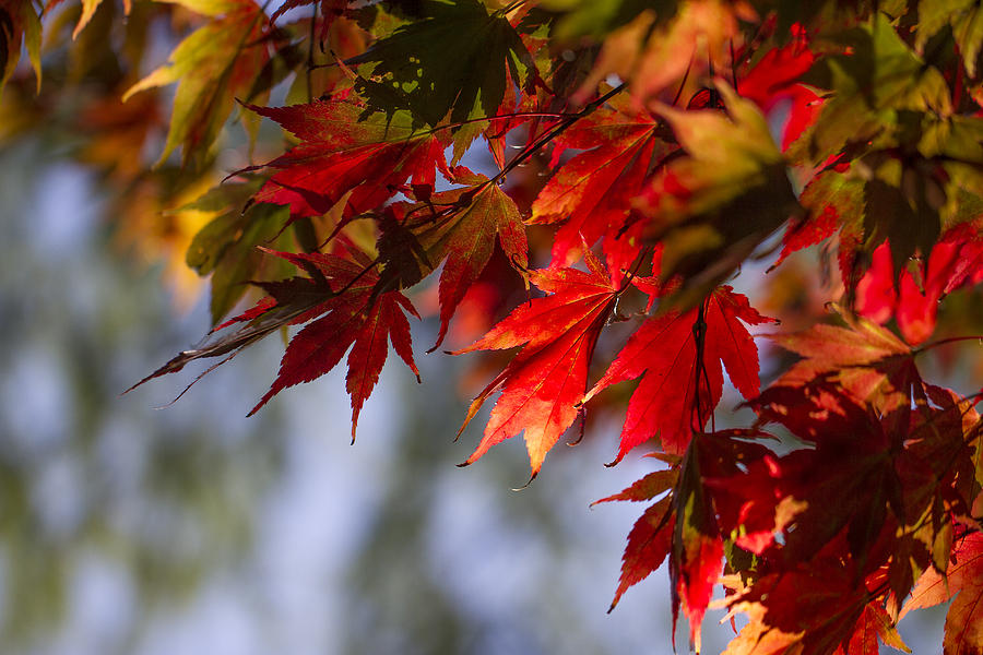 Fall Photograph - Fall Leaves Glowing Like Flames. by Clare Bambers