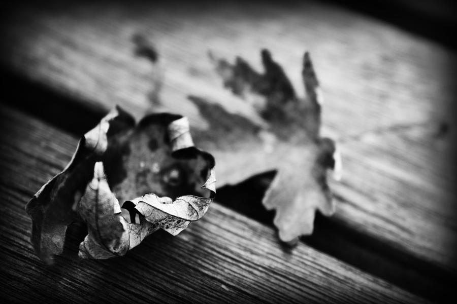 Fall Leaves I Photograph by Kelly Hazel