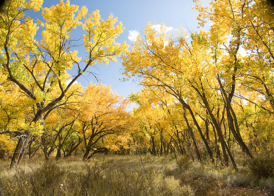 Fall Leaves in New Mexico Photograph by Shane Kelly