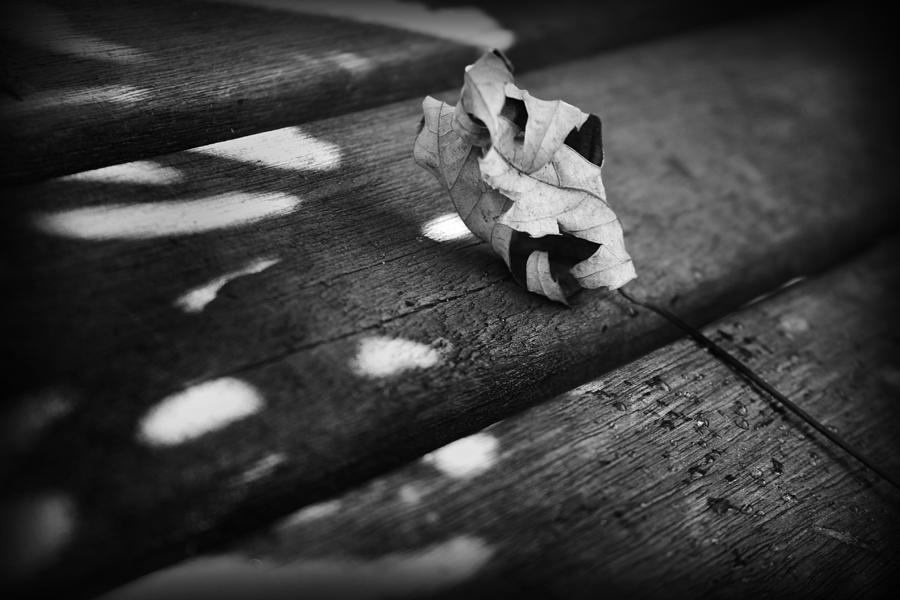 Fall Leaves IV Photograph by Kelly Hazel