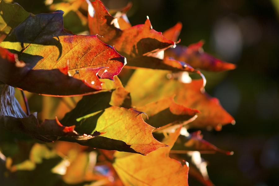 Fall Leaves Photograph by Joseph Bowman