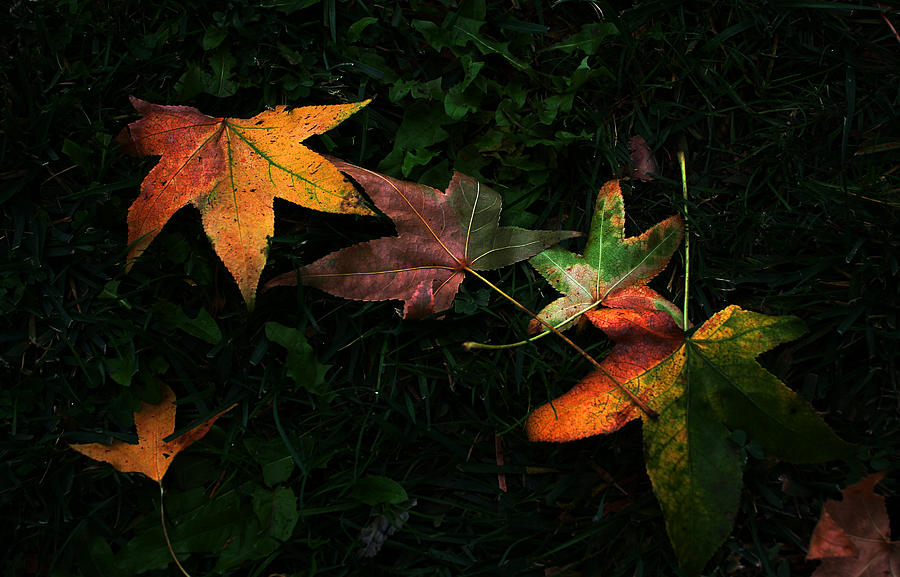Fall Leaves on Grass Photograph by Dorothy Cunningham