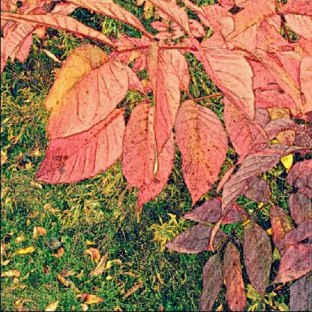 Fall Photograph - #fall #leaves #picsart #edit But by Tara Hebbes