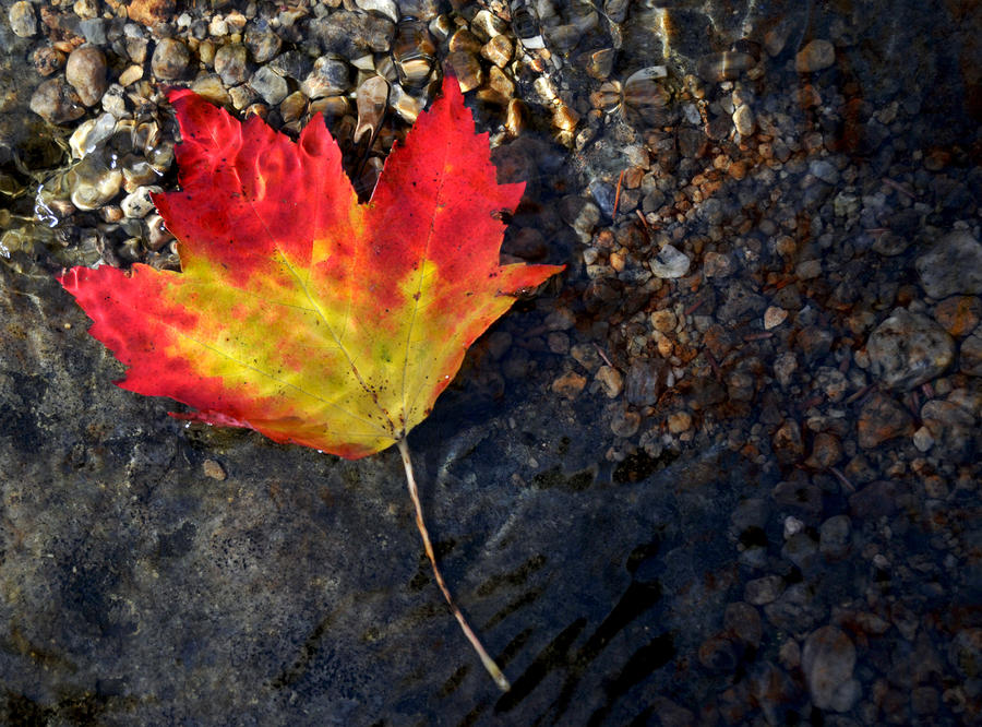 Fall Maple leaf in Stream   Photograph by Peter DeFina