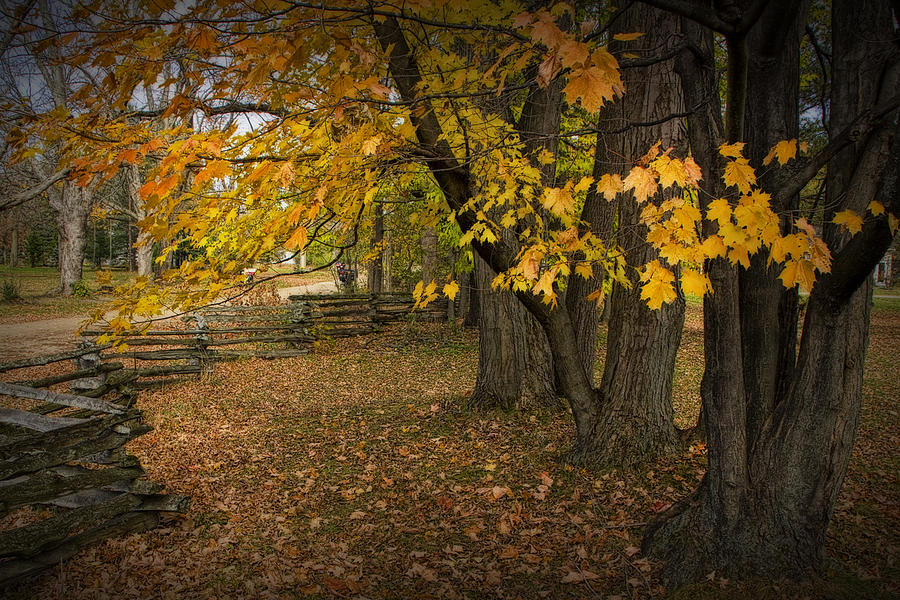 Fall Maple Leaf Trees with Split Rail Fence Photograph by Randall Nyhof