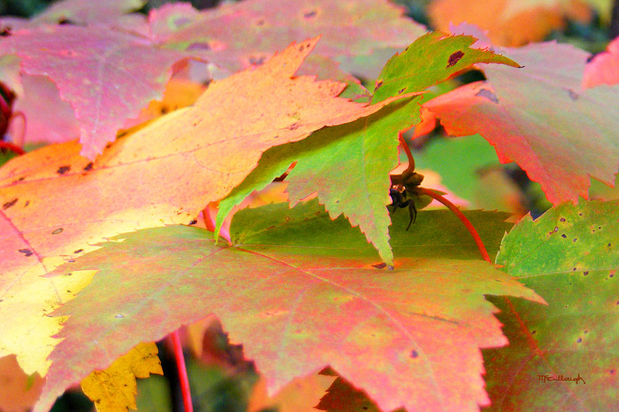 Fall Maple Leaves Photograph by Duane McCullough