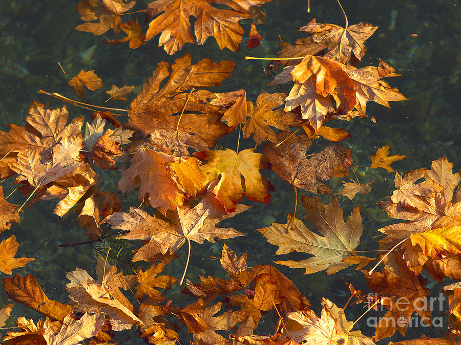 Fall Maple Leaves on Water Photograph by Sharon Talson