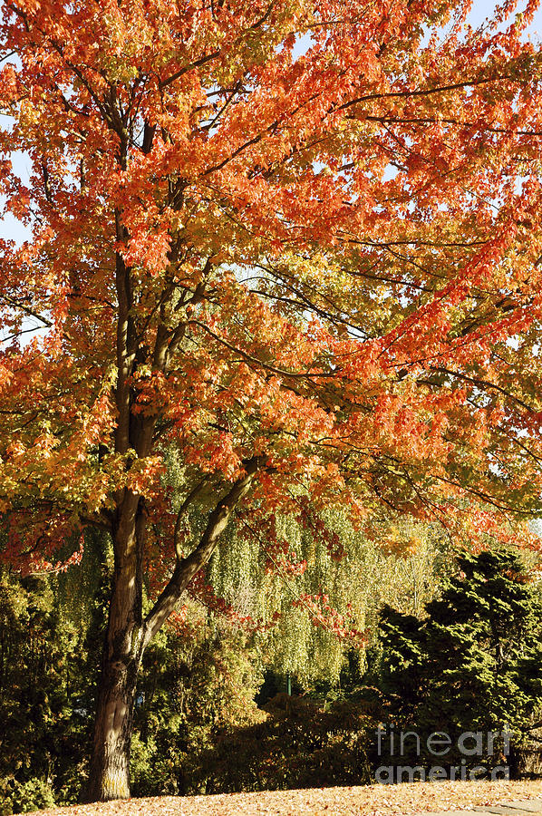 FALL MAPLE TREE Vancouver Photograph by John  Mitchell