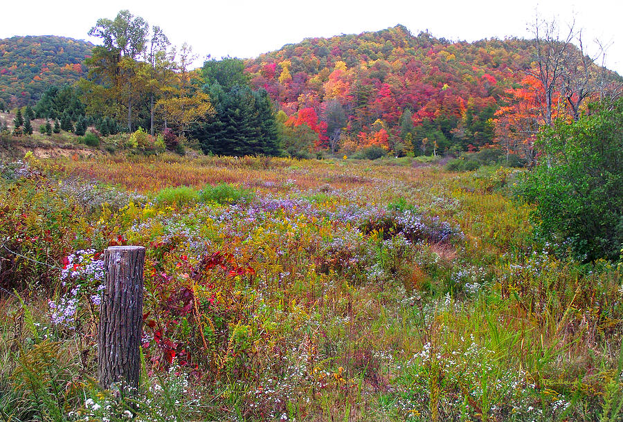 Fall Meadow Photograph by Duane McCullough