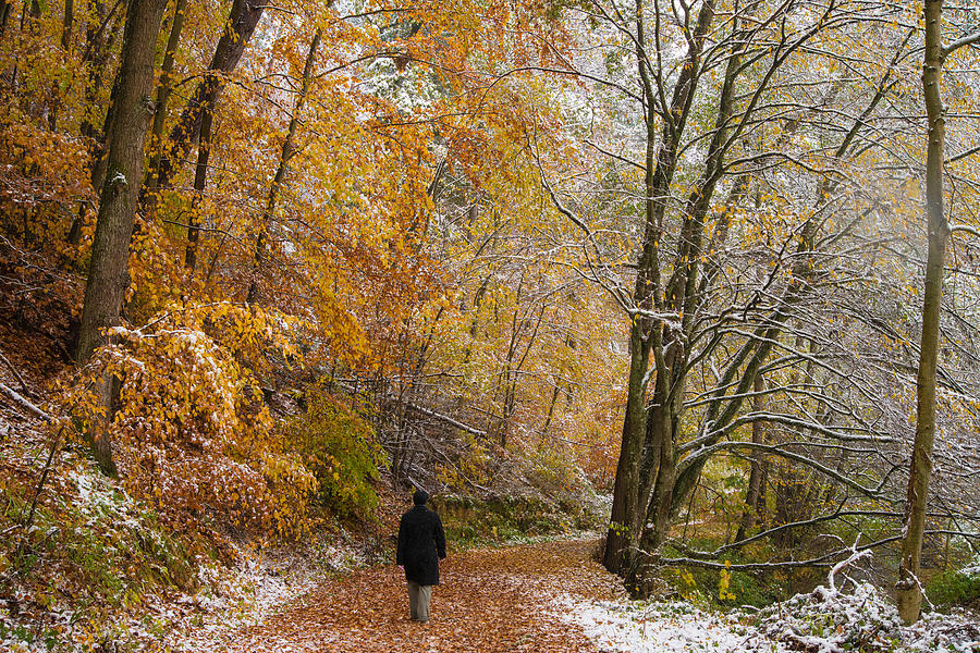 Fall meets winter - walking in the forest Photograph by Matthias Hauser