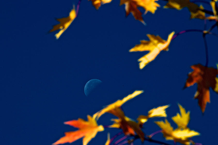 Fall Moon Photograph by Prince Andre Faubert