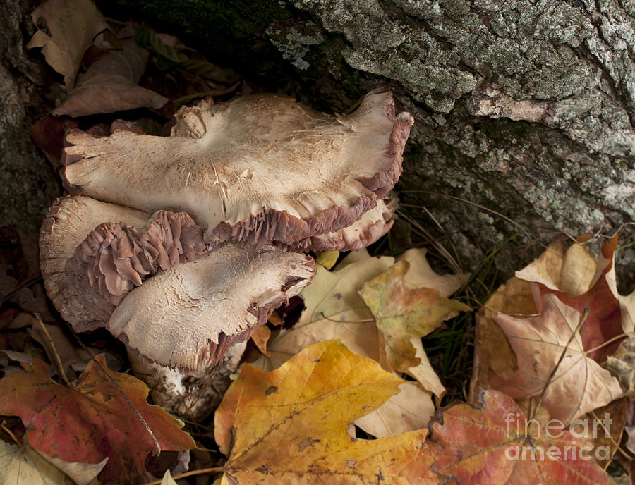 Fall Mushrooms Photograph by Wilma  Birdwell