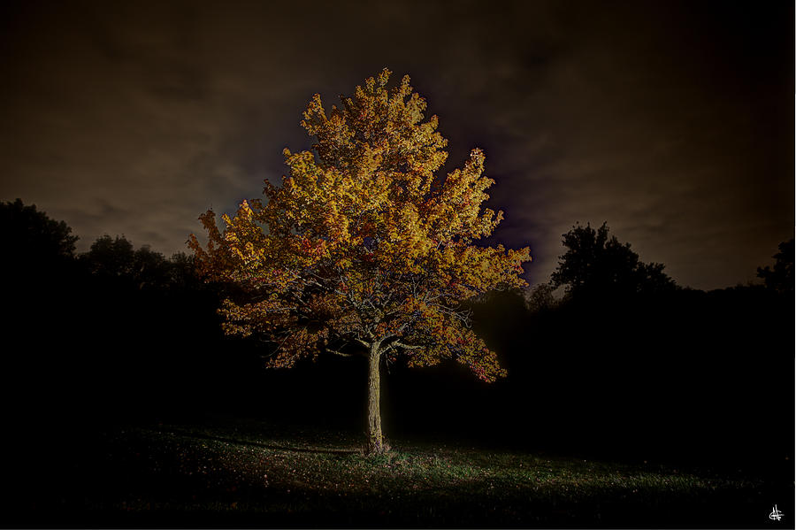 Fall Tree Photograph by Nicholas  Grunas