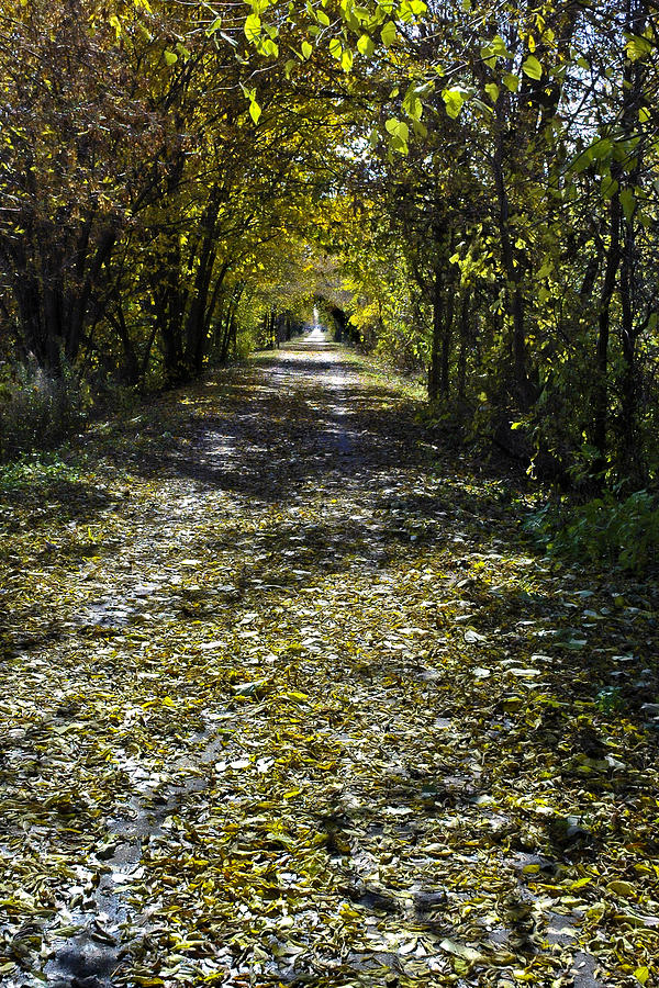 Fall Photograph - Fall on Macomb Orchard Trail by LeeAnn McLaneGoetz McLaneGoetzStudioLLCcom