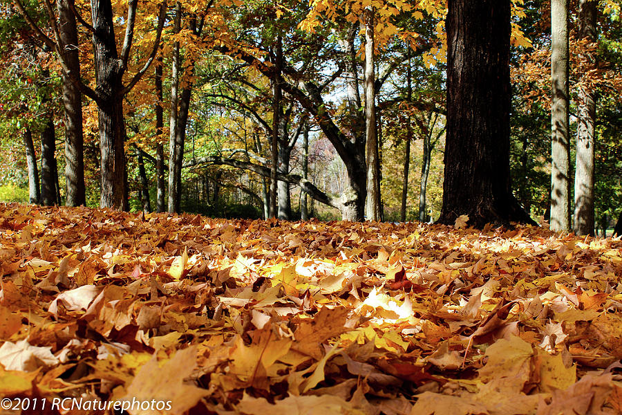 Fall on the Ground Photograph by Rachel Cohen
