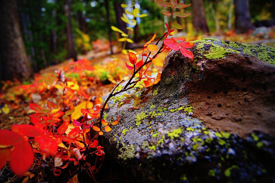 Fall Photograph - Fall on the Ground by Rhonda DePalma