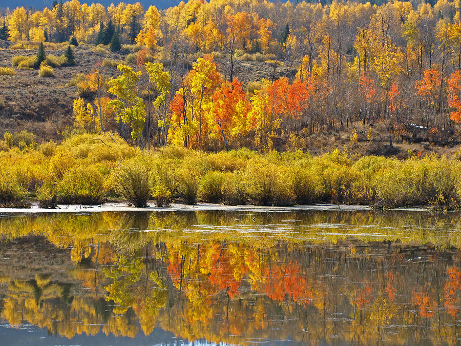 Fall On The Marsh Photograph by DeeLon Merritt