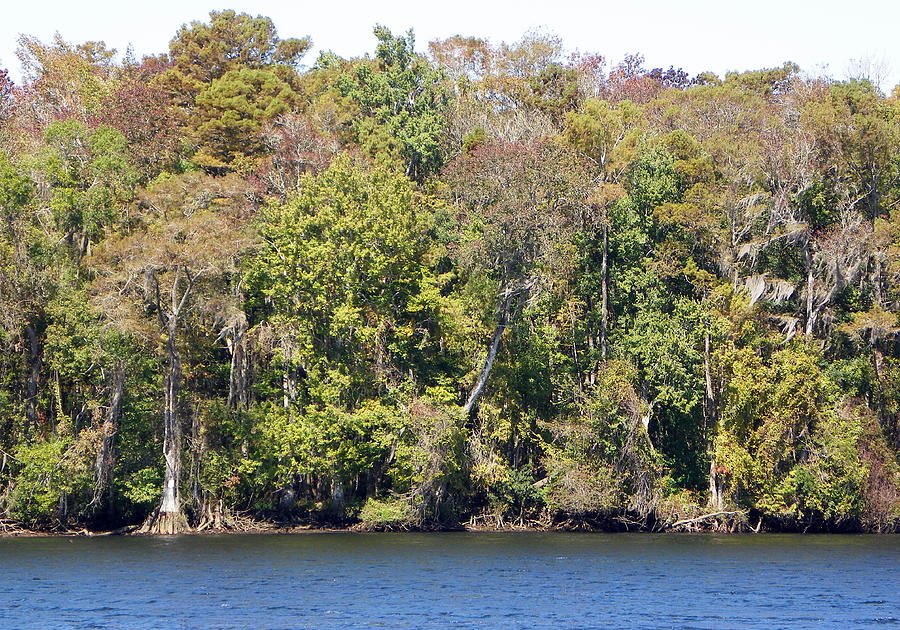 Fall on the Suwannee River Photograph by Sheri McLeroy
