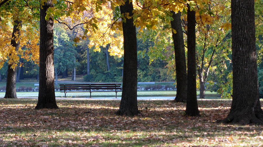 Fall Park Bench 1 Photograph by Anita Burgermeister