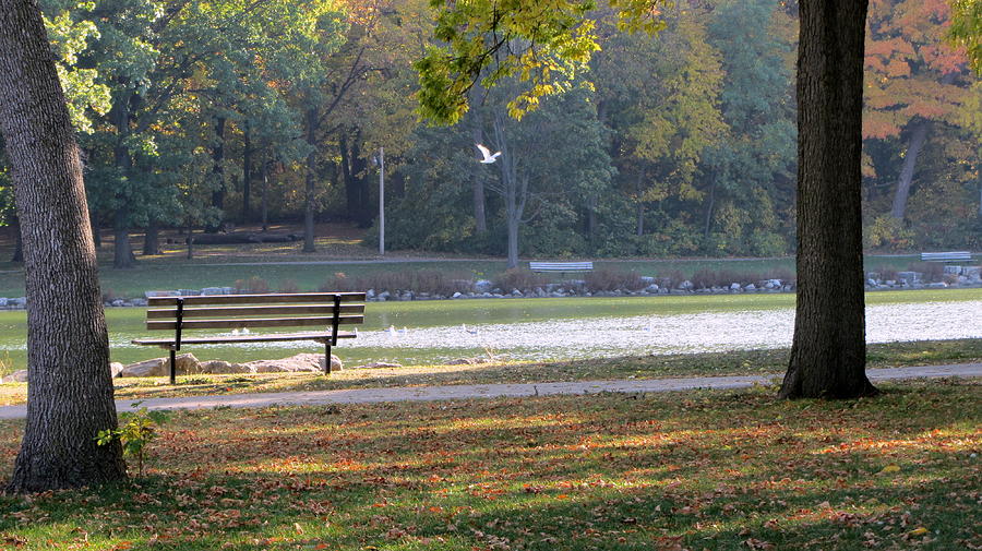 Fall Park Bench and Bird Photograph by Anita Burgermeister