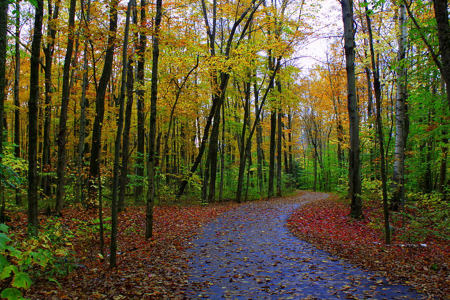 Fall Path Photograph by Suzanne DeGeorge