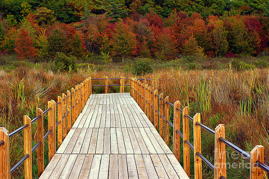 Fall Photograph by Randy Williams - Fine Art America