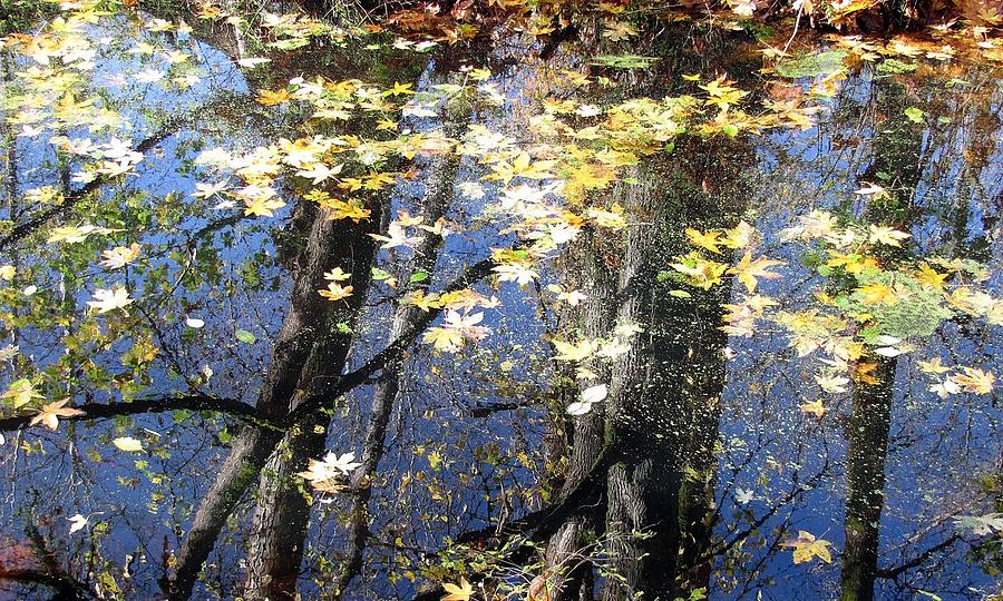 Fall reflections Photograph by Iina Van Lawick