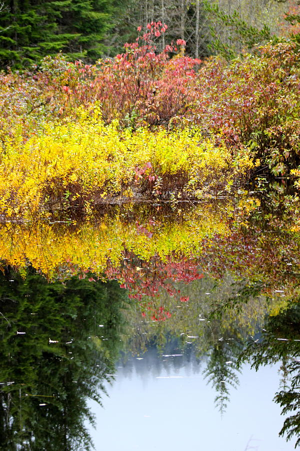 Fall Photograph - Fall Reflections by Sylvia Hart