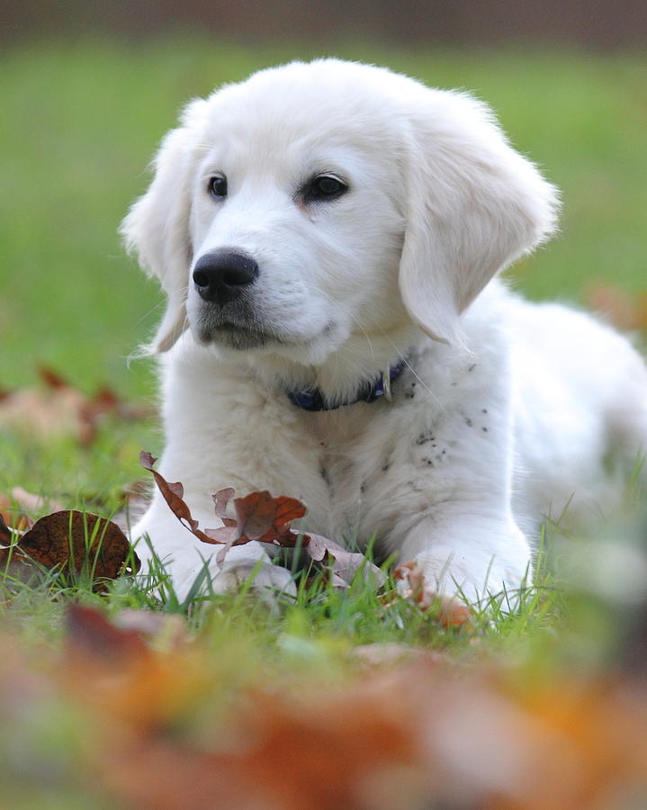 Fall Retriever Photograph by Coby Cooper