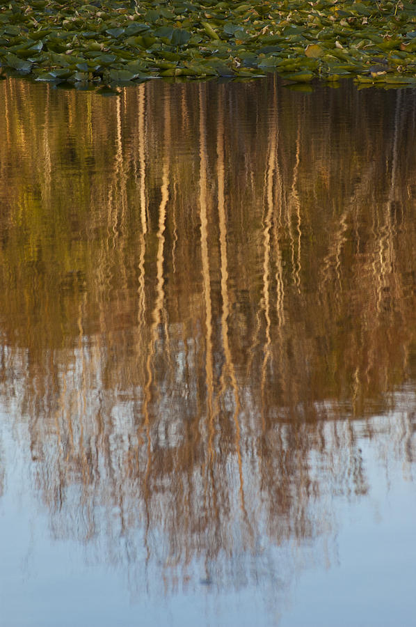 Tree Photograph - Fall River Reflection by Carolyn Marshall