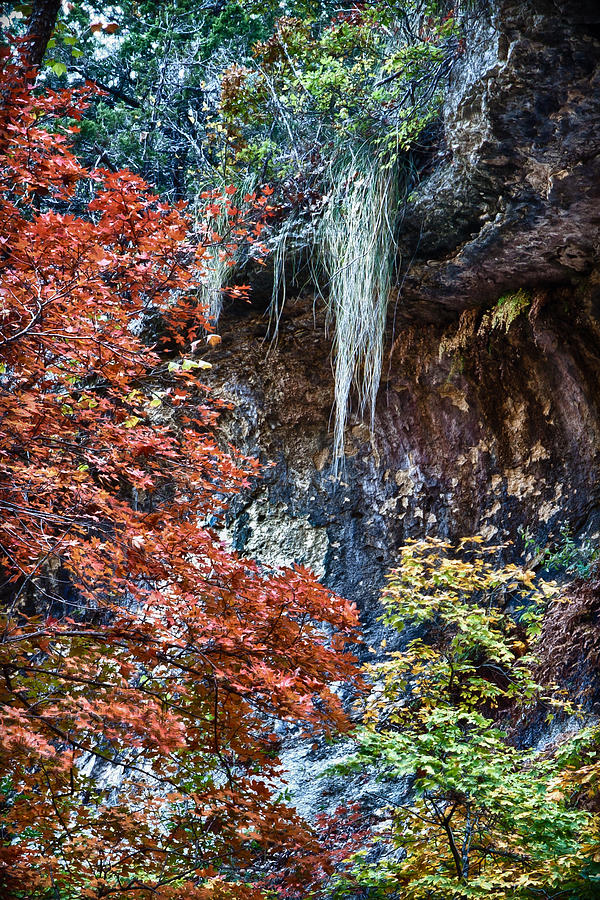 Fall Scene at Lost Maples Photograph by James Woody