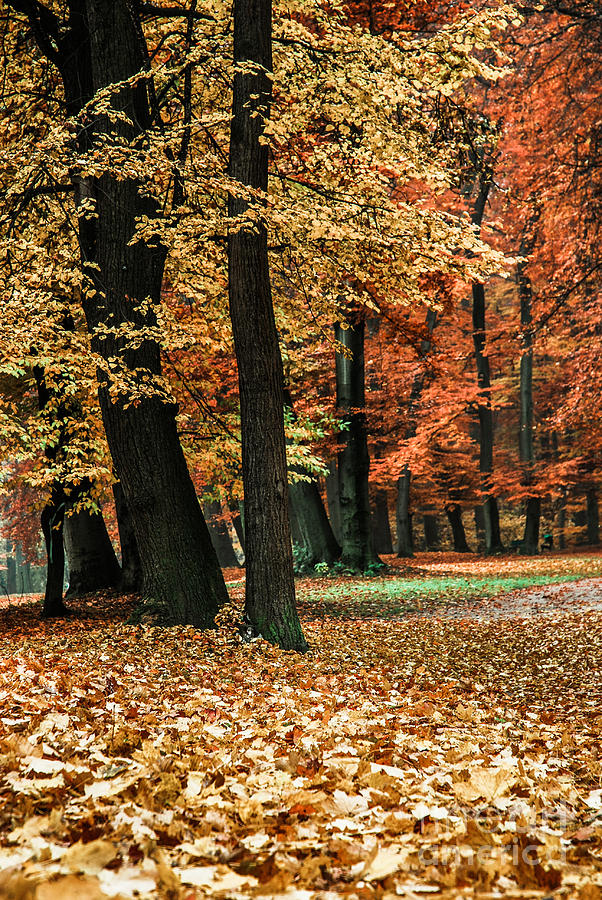 Fall Scenery Photograph by Hannes Cmarits