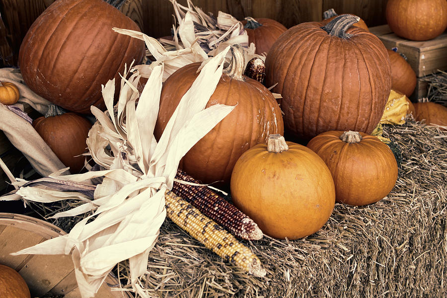 Fall Season Display Photograph by Linda Phelps