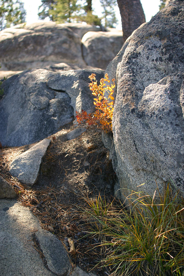 Fall Sierra Nevada Larry Darnell Photograph by Larry Darnell