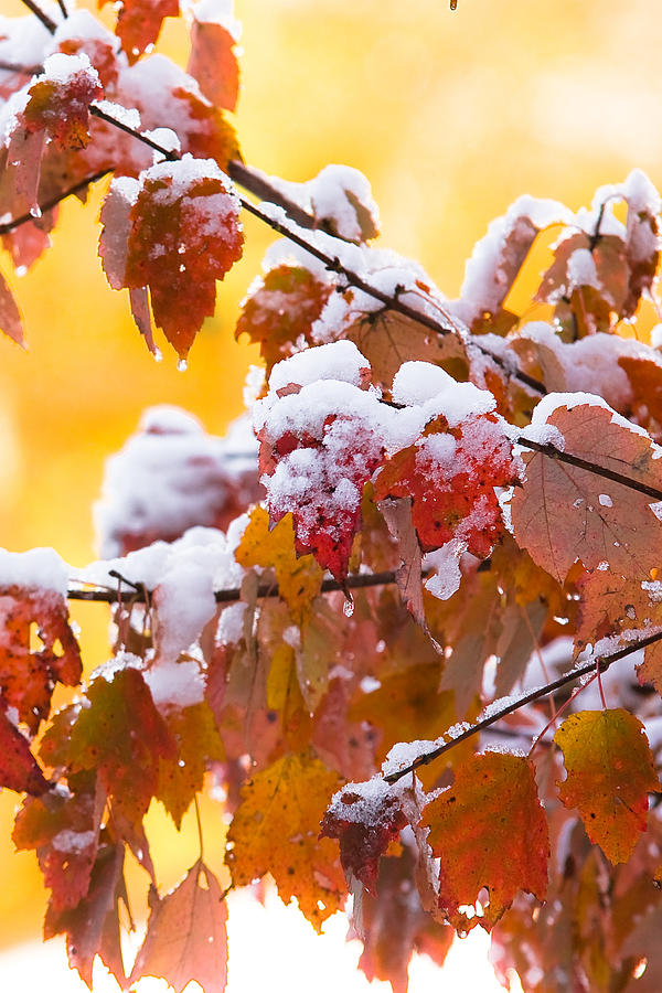 Fall Snow Photograph by Robert Clifford
