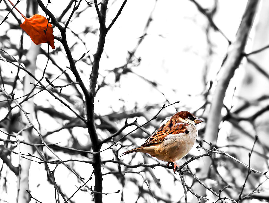 Fall Sparrow Photograph by Stan Kwong