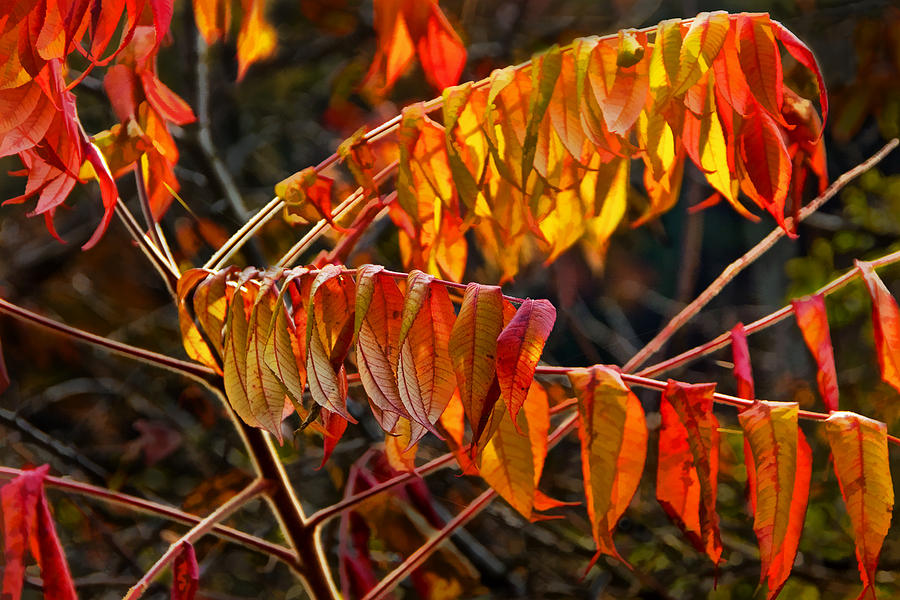 Fall Sumac Leaves During A Michigan Autumn Photograph By Randall Nyhof,Work From Home Jobs Hiring Now