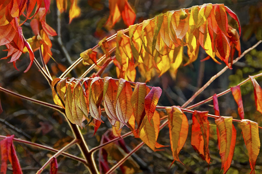 Fall Sumac Leaves Photograph by Randall Nyhof