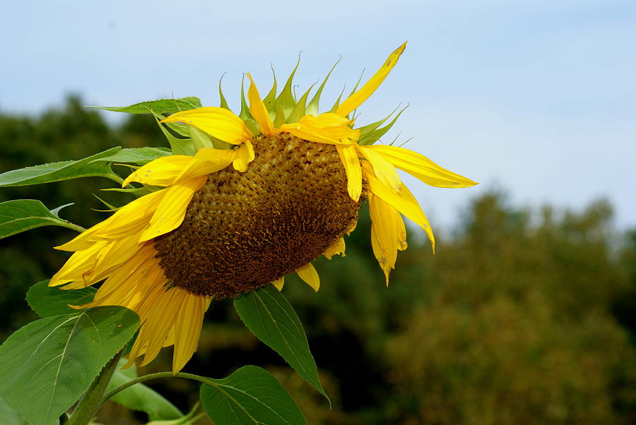 Fall Sunflower Photograph by Lois Lepisto