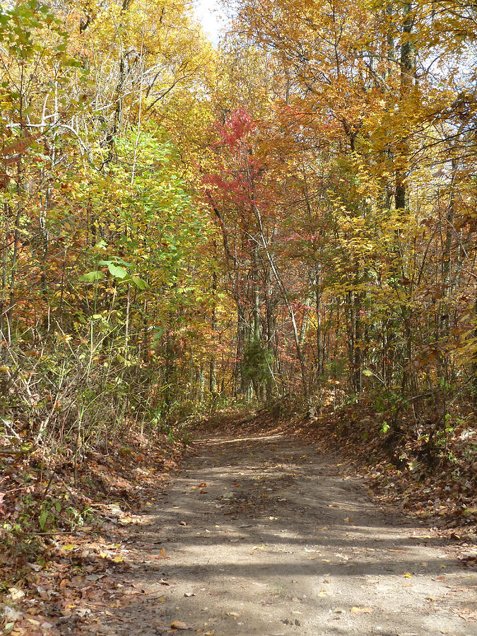 Fall Digital Art - Fall Trail by Bill Kennedy Fall Digital Art - Fall Trail by Bill Kennedy