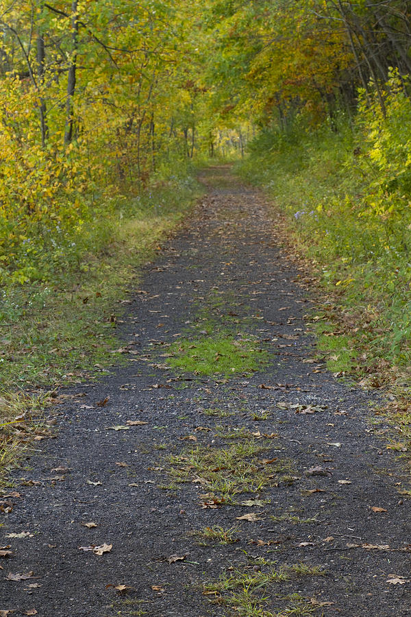 Fall Trail Scene 30 Photograph