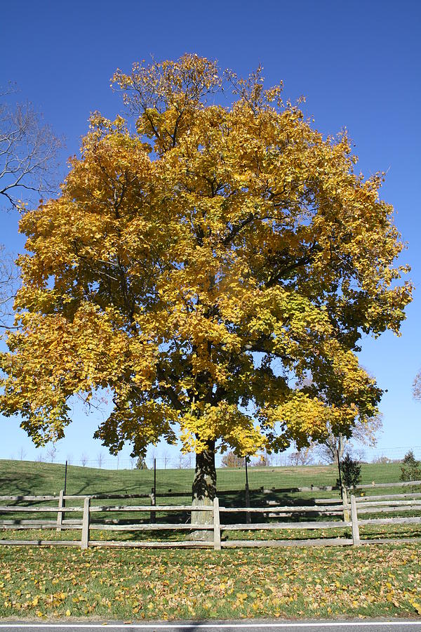 Fall Tree Photograph by Allison Walker | Fine Art America