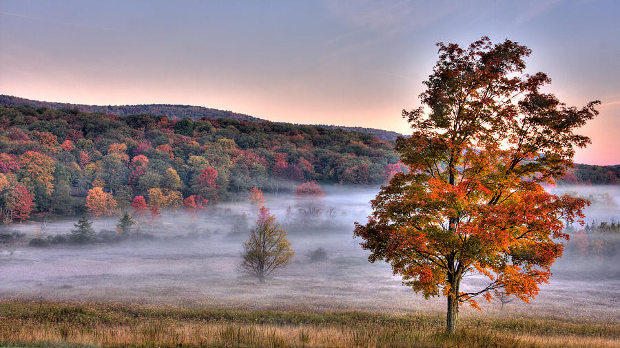 Fall tree and fog. Photograph by Jack Nevitt