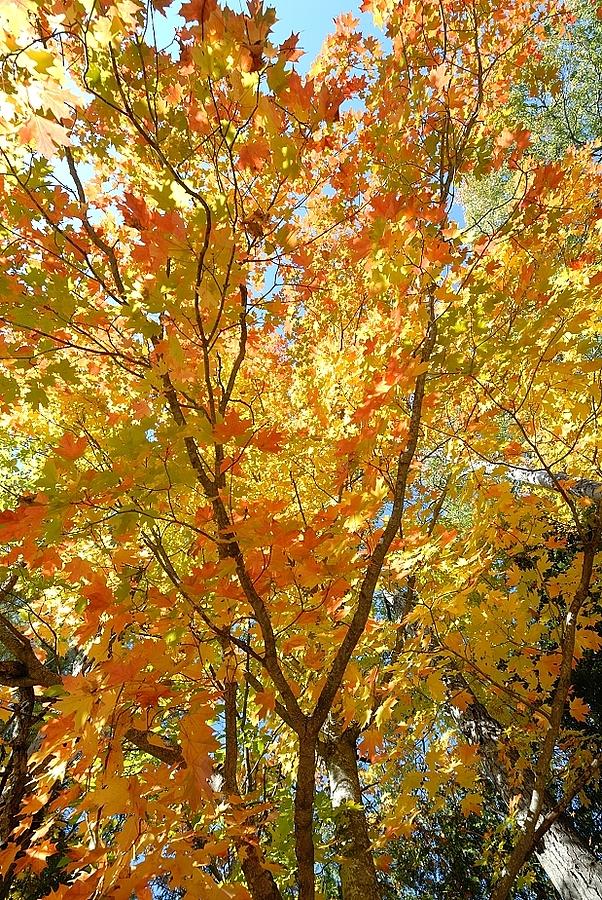 Fall tree Photograph by David Campione