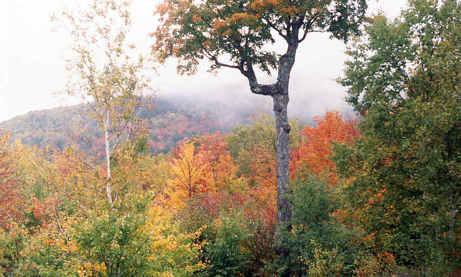 Fall Photograph - Fall Tree by Jason Lane