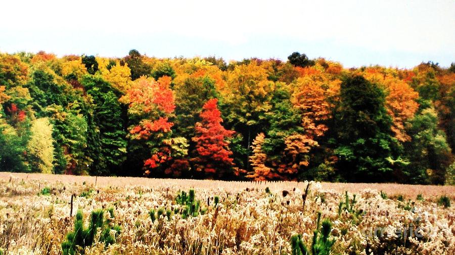 Fall Tree Line and Field Photograph by Marsha Heiken - Pixels