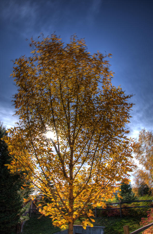 Fall Tree Photograph by Paul Beckelheimer