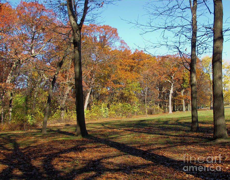 Fall Tree Shadows Photograph by Cedric Hampton